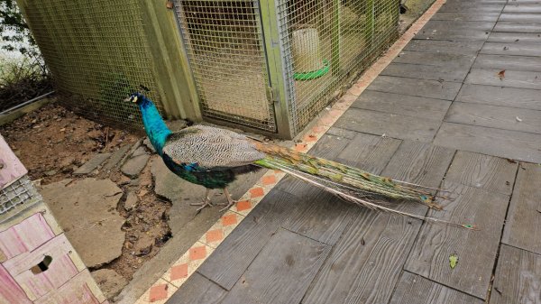 20260202徒步明德水庫大環湖2992477