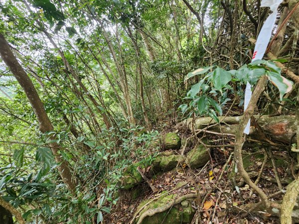 20250329東坑山八角崠山打鹿坑山2798885