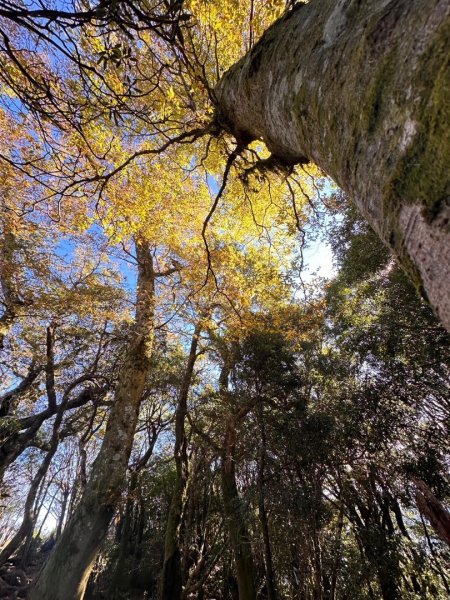 內鳥嘴山85古道上煤源下2661127