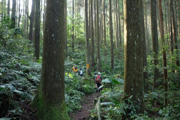 苗栗南庄鄉 二訪加里山 ‧ 2025春 哈加2753372