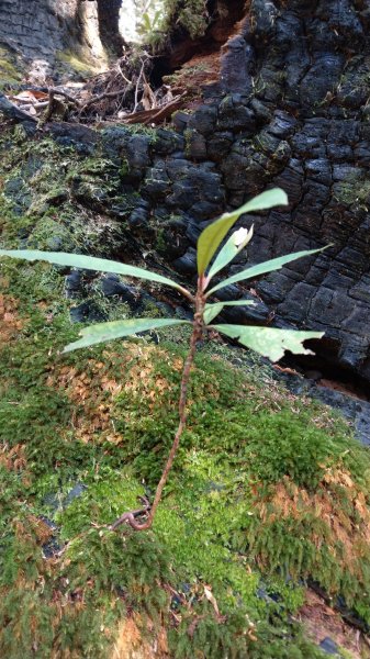 2020.03.08塔曼山872664