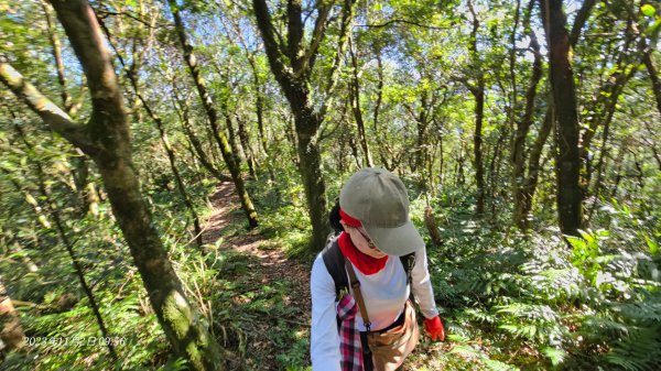 鹿母潭古道上竹坑山大O走2334641