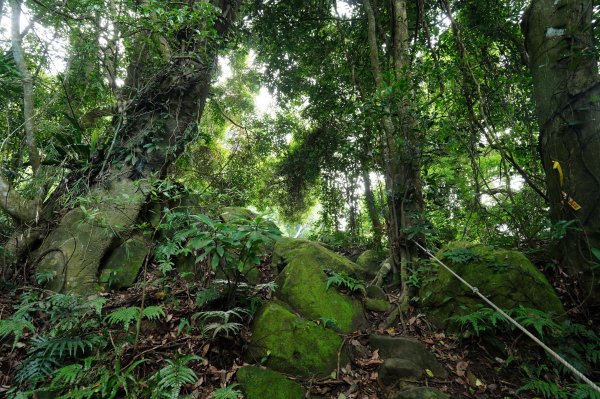 苗栗 大湖 金童山、玉女山、汶水山2806917