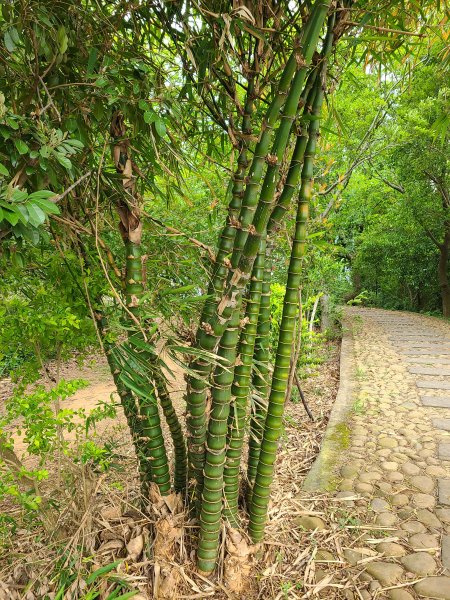 竹坑南寮登山步道~舒服山景2759638