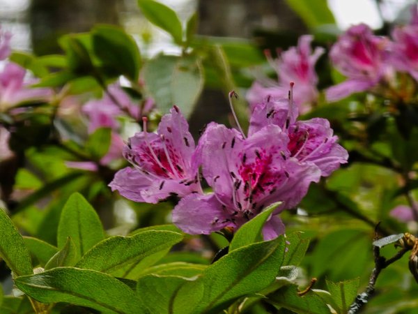 橫嶺山／沙蓮山／笛吹山O繞2787687