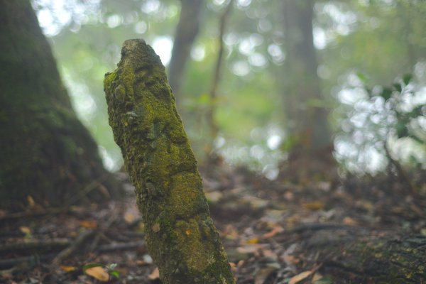 向天湖山步道 (大 O：含三角湖山、光天高山)2664934