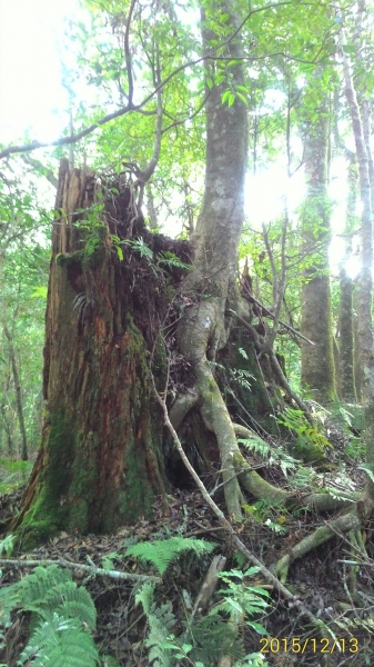 20151213尖石鄉屯野台山石麻達山28013
