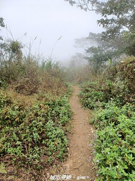 【台南。 南化】迷霧山徑。 小百岳集起來。 編號70小百岳~刣牛湖山登山步道1610487