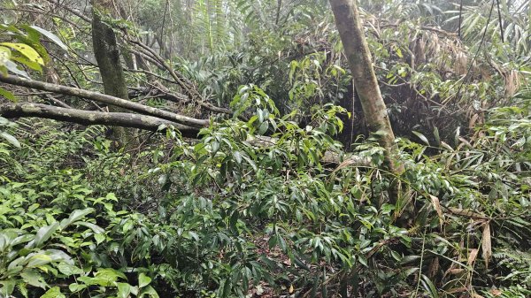 20251230九芎根山-芋圓尖-火炎山南主東峰-仁里坂山2977798