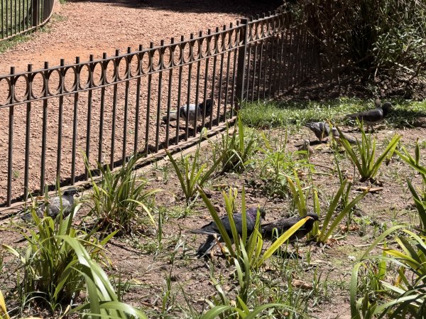 [紐約馬之行-59] 2025_1114 卡洛斯·泰斯植物園-上2953900