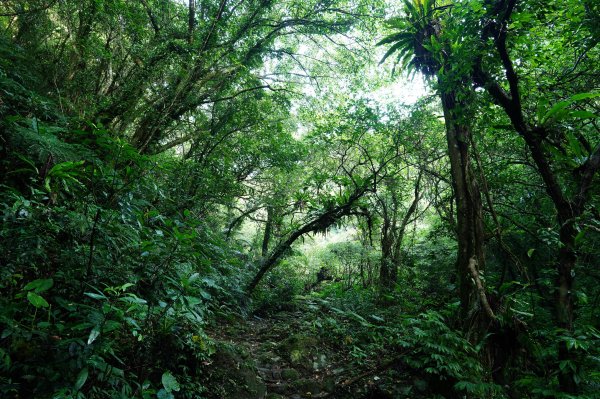 新北 石碇 西帽子岩、炙子頭山、溪邊寮山2551946