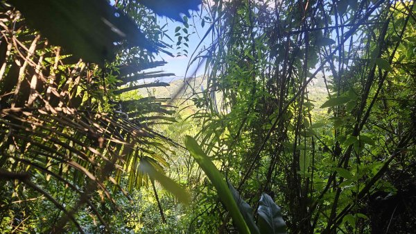 20250925柑子坑山動01-動04-市929-市582894943