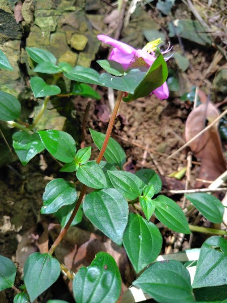 烏山、刣牛湖山、竹子尖山2891953