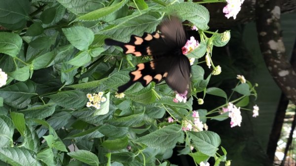 華山步道群1423584