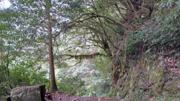 嘉義 阿里山 特富野古道(0K~2.7K)1486851