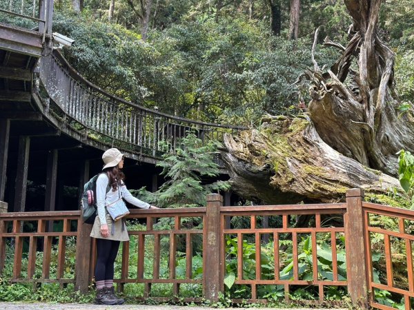 溪頭天文台 空中走廊 神木林道 賞鳥步道2486080