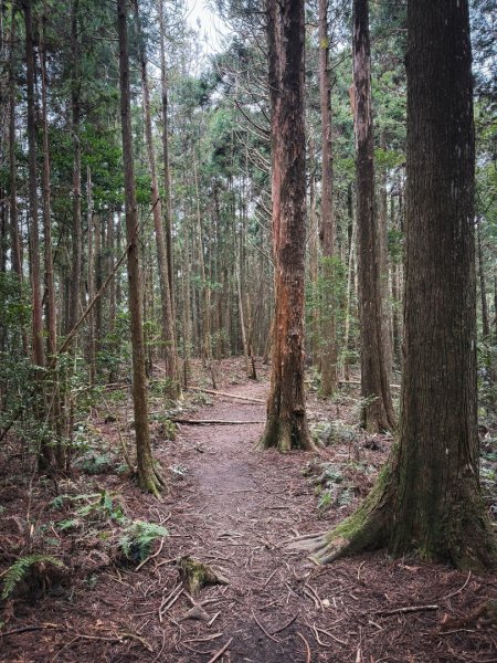 高島P型縱走-夢幻的杉林營地3012441