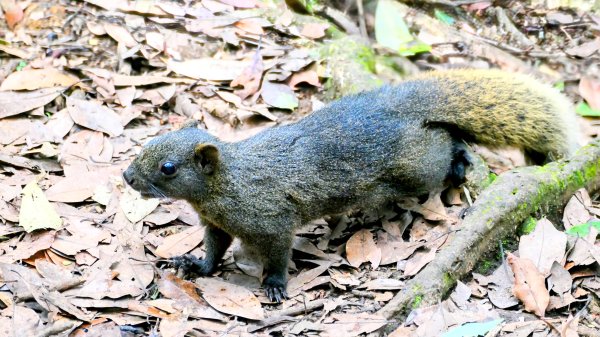 環七星山步道2837890