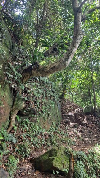 (6/10)五指山登山步道2247419