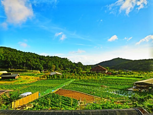 【心靈療癒】陽明山頂湖環狀步道182902