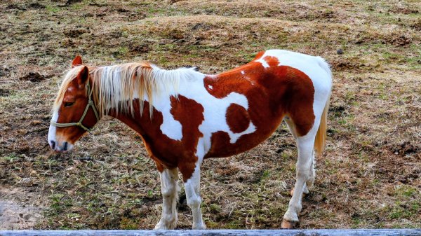 熊本阿蘇火山,草千里,砂千里3027765