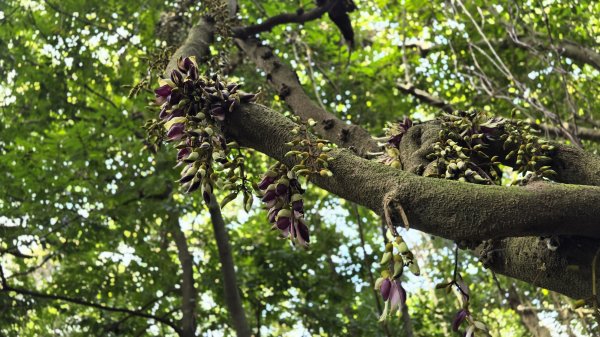血藤秘境，步行30分鐘即可抵達，鳶山血藤大爆發，最佳賞花期只有7天，要去要快，鳶溪縱走2758583