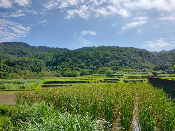 ［草嶺古道］（福隆~大里）（2023/11/1）2334766