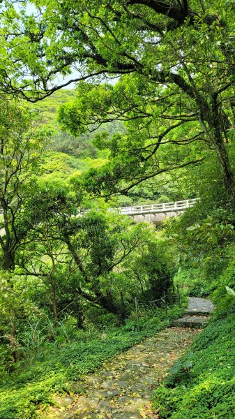 百拉卡公路人車分道菜公坑山賞花趣2120317