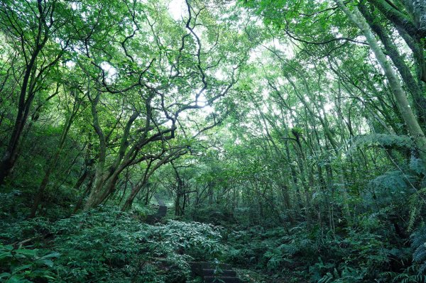 新北 石碇 皇帝殿東峰2628215