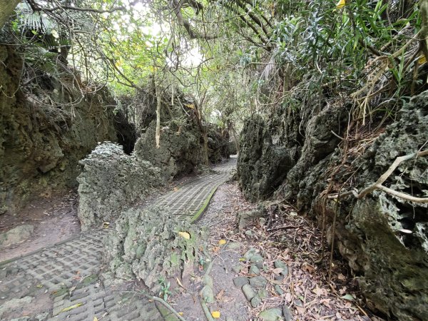 [百山百鳥尋旅-02/15] 2025_0809 社頂自然公園步道2856970
