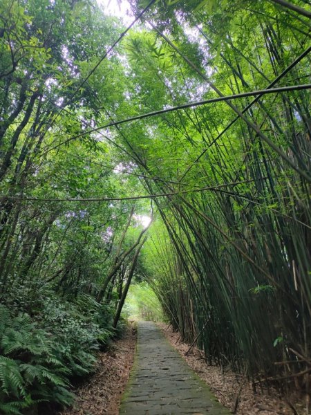 2023/6/26（ 小百岳）：［大崙頭山］+［鯉魚山］2202345