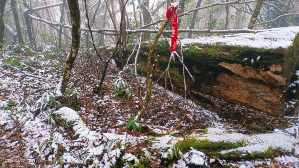 我的2025第一場雪，包場夫婦山，獨享差強人意的雪景&雲海。1/272699856