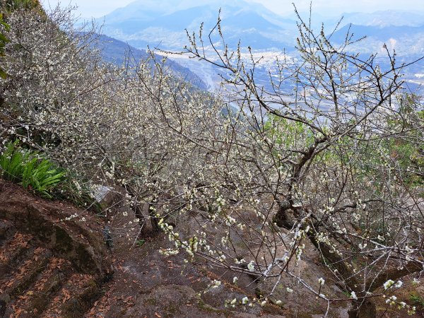 水里牛轀轆山賞梅花202301151996637