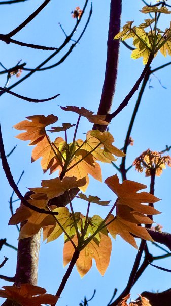 土城太極嶺|五城山|文筆山|峯花雪月2742839