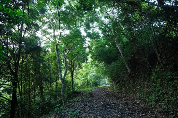 苗栗 泰安 南坑山2808582