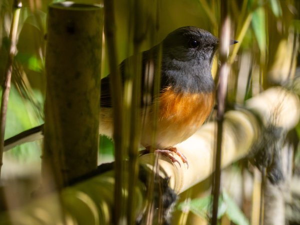 鳳凰谷鳥園2961141