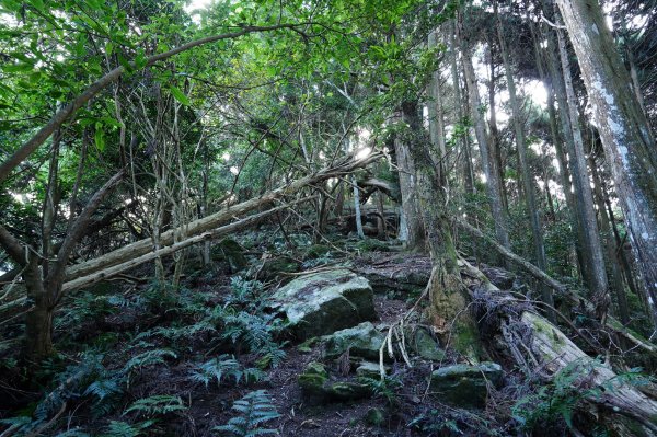 苗栗 泰安 洗水山2399067