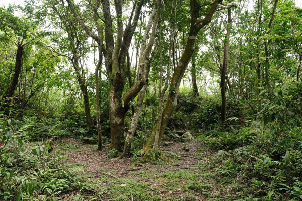 新北 新店 石碇後山、赤腳蘭山、暗寶劍山、鳥嘴尖2793499
