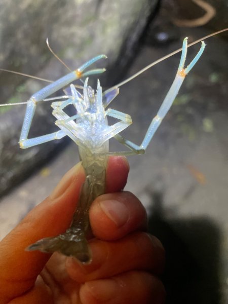 烏來加九寮溪-卡拉莫基清幽小秘境/釣魚💙2599979