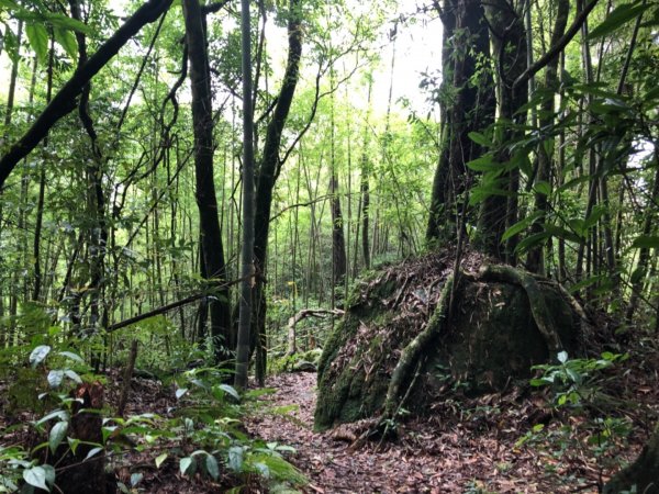 頂湖步道再訪芙蓉山、大凍山、霹靂山637292