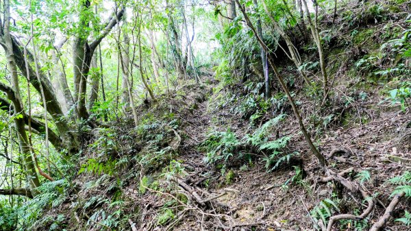 石古井,青林山,畝畝山,平溪子山2854685