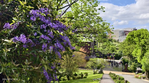 #緣道觀音廟 #北海福座 #萬代福 #黃花風鈴木 #錫葉藤 #青帶鳳蝶 #昭和櫻 #吉野櫻 3/123014057