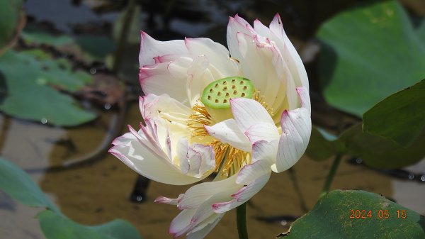 雲山水花鳥蝶-天龍國阿伯的日常5/152503294