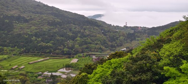 陽明山追雲趣 #天空之城 #石門嵩山梯田 #鳶尾花 #老梅綠石槽 4/5-63030195