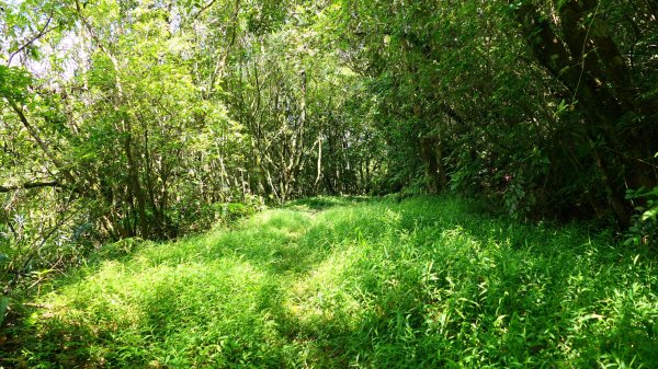 大湖尾,溪尾寮,藤寮坑古道2877521