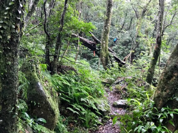 雨後泥灘路上美鹿拔刀爾山460684