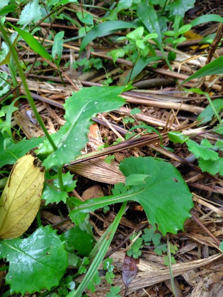 苗栗關刀山2975048