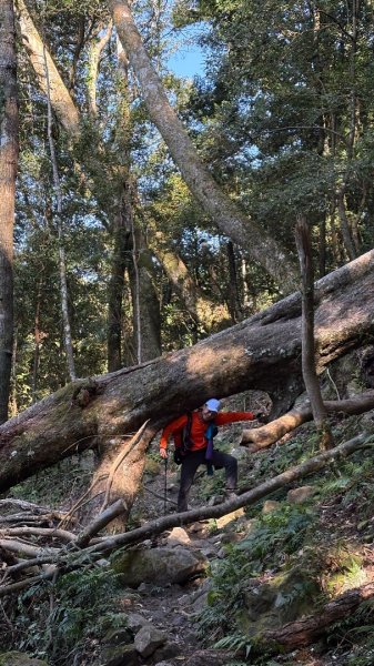 山毛櫸「最後一舞」2955250