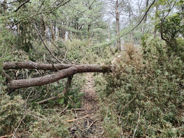 [玉山尋寶任務-08/12] 2025_0824 鹿林山步道_鹿林前山2870919