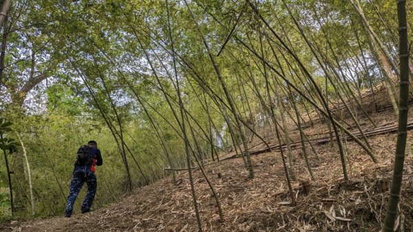 112.04.04王公坑山-烏塗窟山之開滿血藤花2120590